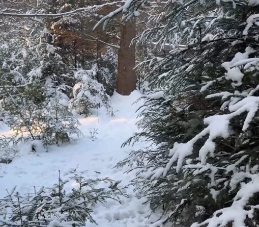 Небезпечні хижаки ширяться Україною – хто вони і чому їх стає більше