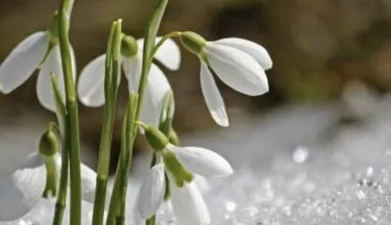 Не 1 березня! Названо день, коли в Україну прийде справжня весна