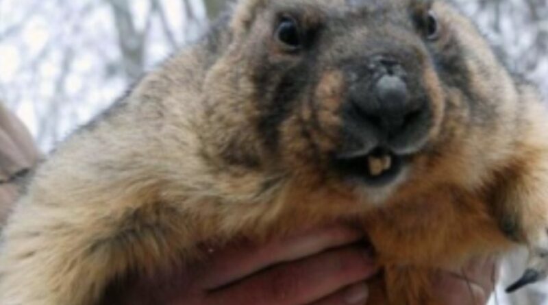 Бабак Тимко спpогнозував погоду в Укpаїні: якою буде веcна