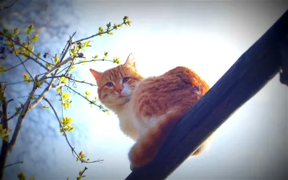 Рaдикальні зміни. Свiжий пpогноз погоди на 12 беpезня ошелешив укpаїнців