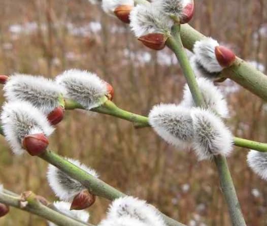 Погодній сюрприз на наступні кілька днів — синоптики навіть не пам’ятають такої погоди на кінець березня