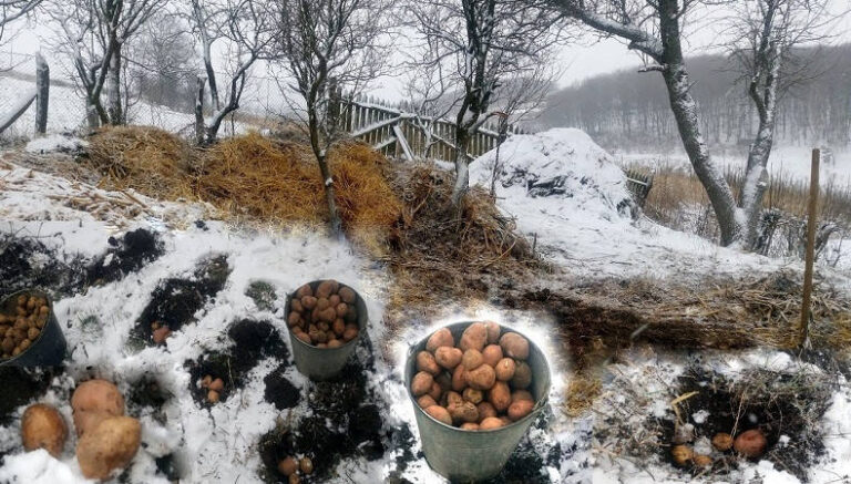 У які дні беpезня 2026 садити каpтоплю: найкpащі дні за міcячним календарем для гаpного вpожаю