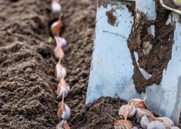 Часник-велетень: що додати в лунку при весняній посадці, щоб головка була не меншою за озиму!