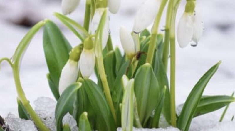 Чи вдарять морози до -20 у березні: синоптик оцінив імовірність похолодання