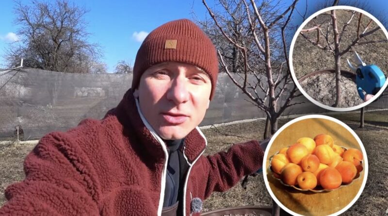 Менше “жировиків”, більше плодів: експерт розкрив схему обрізки абрикоса