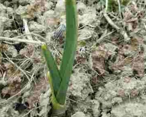 Перша допомога після зими: чим підживити часник у березні, щоб пір’я не жовтіло, а головка росла великою!