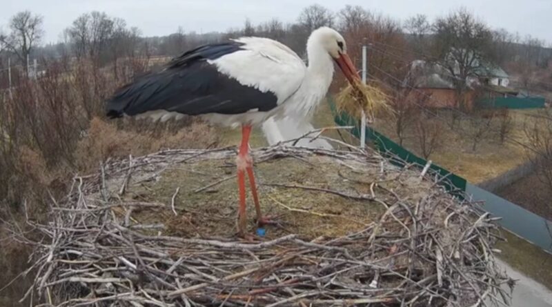 У гнізді зіркових птахів Одарки і Грицика хазяйнує новий лелека