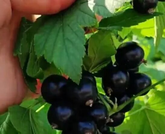 Кардинально змінила догляд за чорною смородиною – і тепер ягоди збираю цілими тачками: урожай дуже солодкий