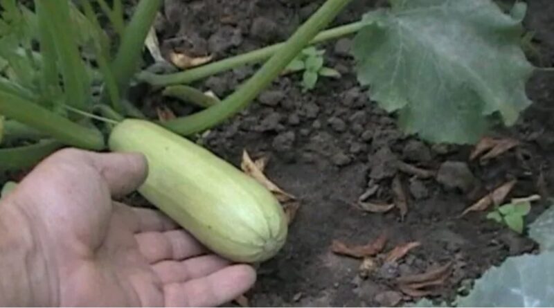 До 30 кг з куща, і плодоносять вони в холод та спеку до самого снігу: обираю ці 2 сорти кабачків