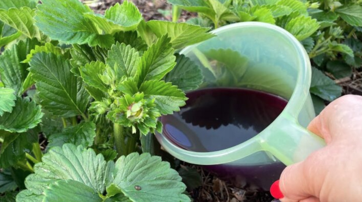 Вічно забуваю, як “підштовхнути” полуницю до росту – та під рукою завжди є 1 шпаргалка моєї бабусі-садівниці