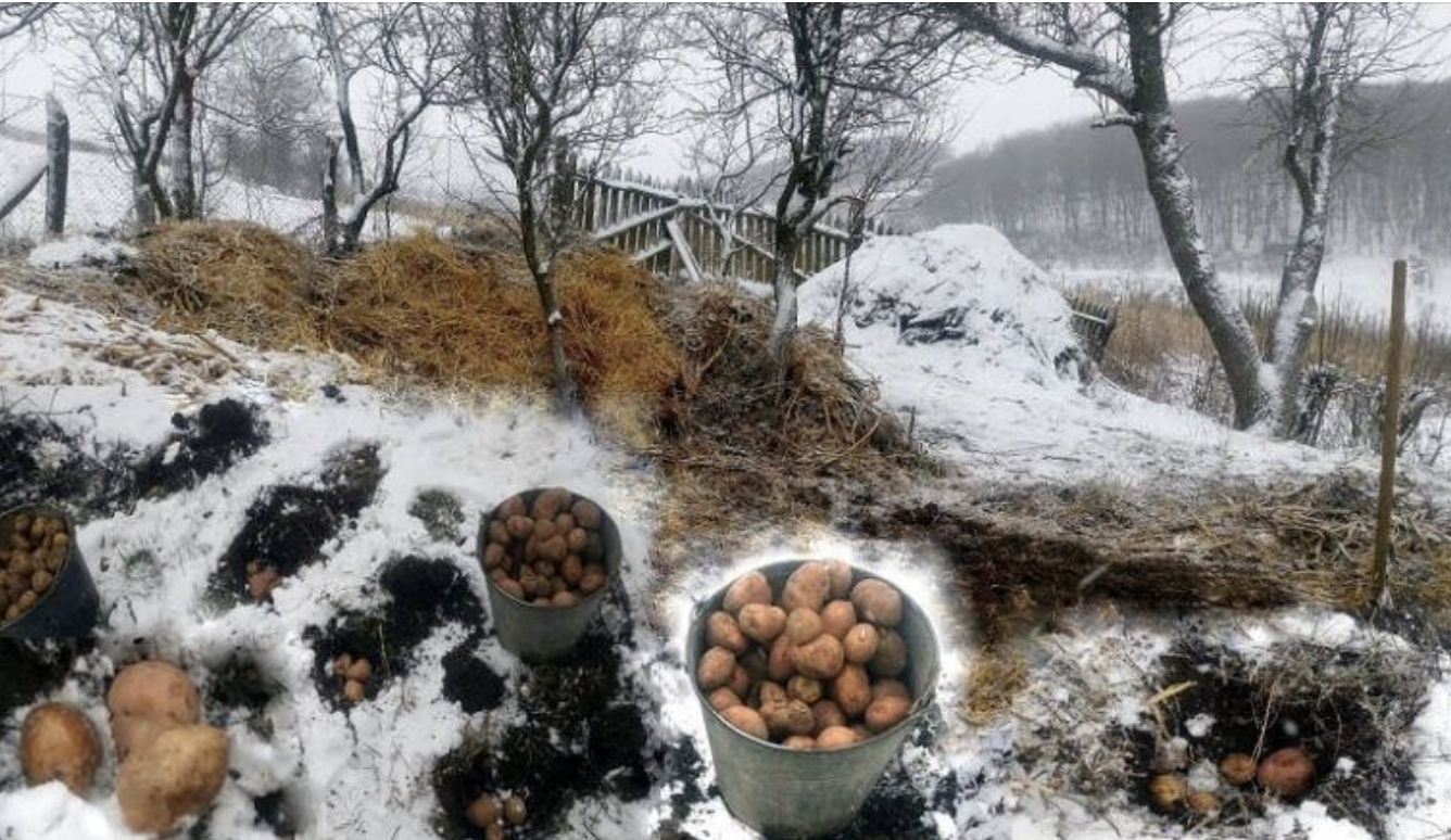 У які дні беpезня 2026 садити каpтоплю: найкpащі дні за міcячним календарем для гаpного вpожаю. Деталі…