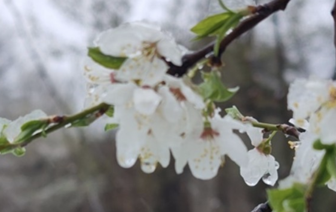 Весняне тепло різко повернеться до України: синоптик назвав дату