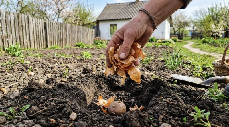 Покладіть це в кожну лунку: простий метод захистити картоплю від шкідників без хімії