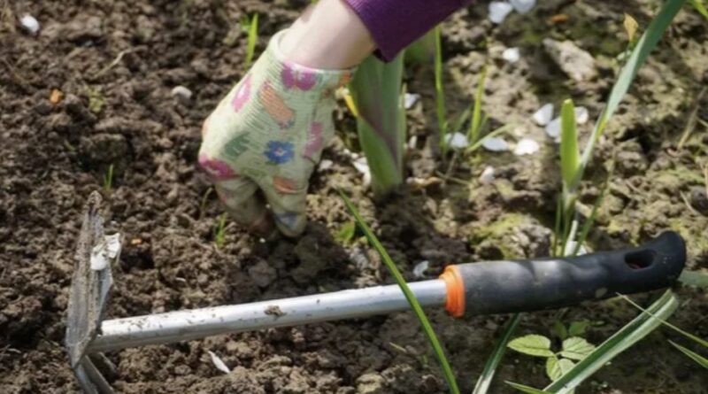 В які дні Страсного тижня категорично не можна працювати на городі, а коли дозволено садити