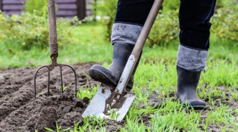 Що робити у квітні на городі: які сільськогосподарські культури висаджувати у відкритий ґрунт