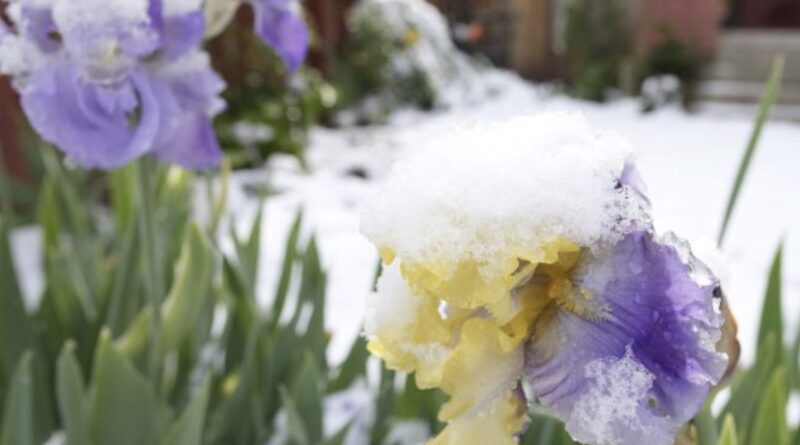 Україну накриває “зимовий” удар стихії: синоптики попередили, де очікувати снігу та “мінусів” (мапа)