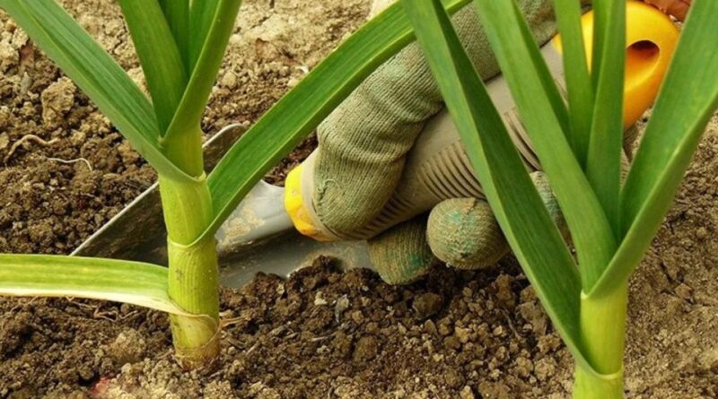 Полийте часник і цибулю цією рідиною — жовте пір’я стане зеленим за два дні Читайте більше: https://merezha.co/polyjte-chasnyk-i-tsybulyu-tsiyeyu-ridynoyu-zhovte-pir-ya-stane-zelenym-za-dva-dni