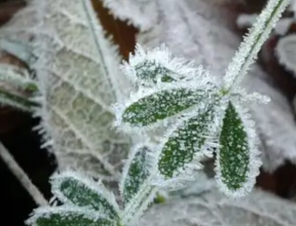 Заморозки до -3: де і коли різко опуститься температура