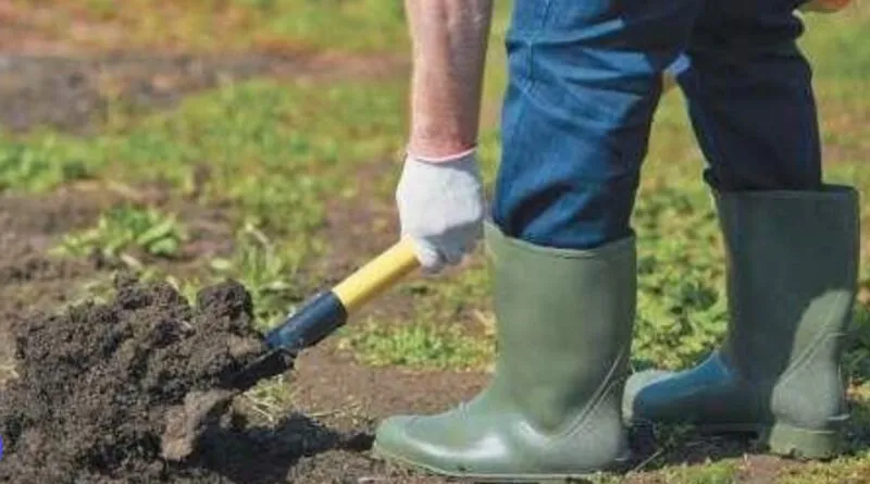 Що посадити у Чистий четвер: список культур для щедрого врожаю