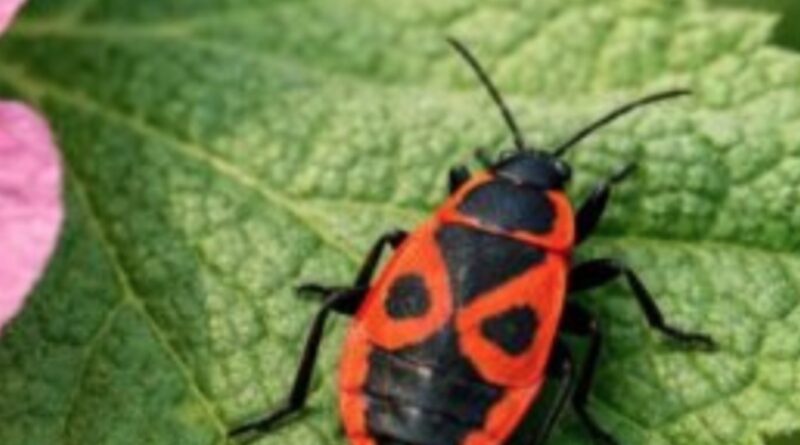 Бачите цього жука біля липи, мальви чи бузку – не чіпайте: це справжній санітар вашого саду