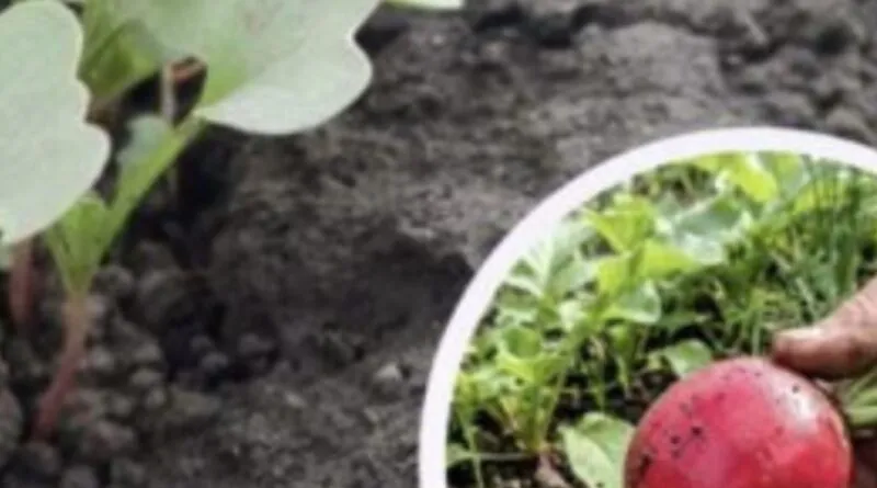 Як зійшла редиска, я роблю 1 єдине підживлення — обов’язково: коренеплоди будуть щільні, солодкі та соковиті