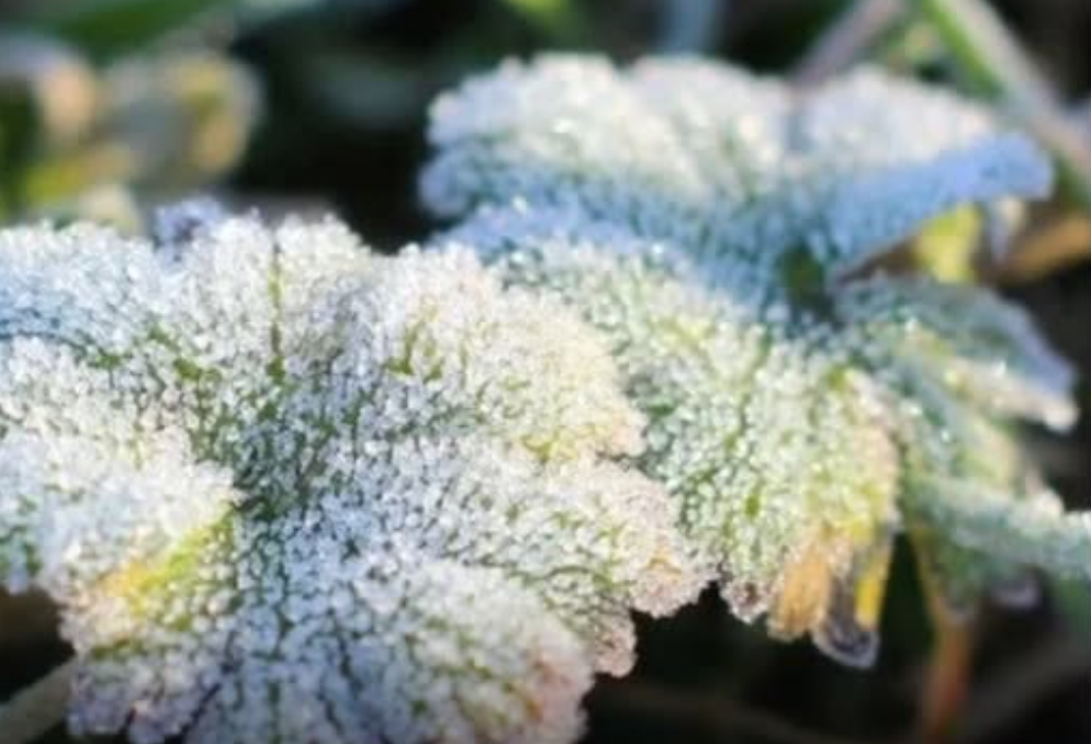 Україну накриють сильні заморозки та снігопади: синоптики розповіли, у яких регіонах буде найхолодніше. Деталі…