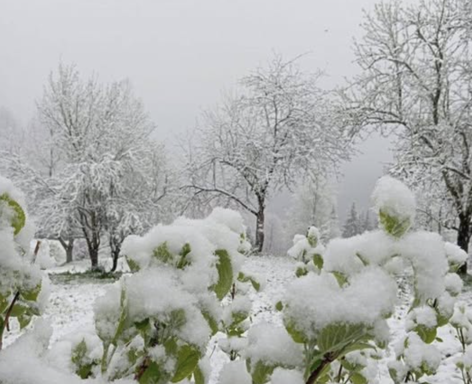 Люди в розпачі: Поля та городи вже були засіяні, всі розсади замело снігами😢Україні посеред весни розпочалася справжня “зима”🌨️Очевидці викладають фото знищеного врожаю⤵