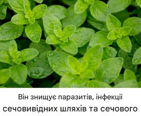 Ця рослина росте у вас під ногами, а ви і не здогадуєтеся про її цілющі властивості