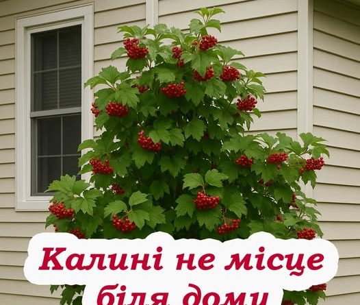 І чому я цього раніше не знала? Виявляється калину не можна садити біля будинку або у дворі: прикмети, про які варто знати кожному господарю