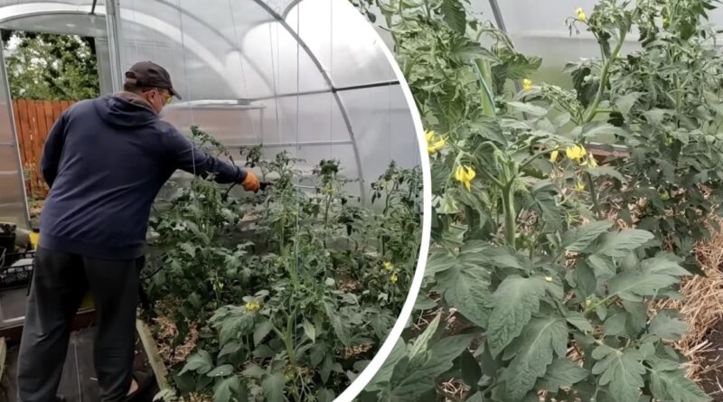 Фітофтора зникне за допомогою копійчаному засобу: чим обприскати помідори