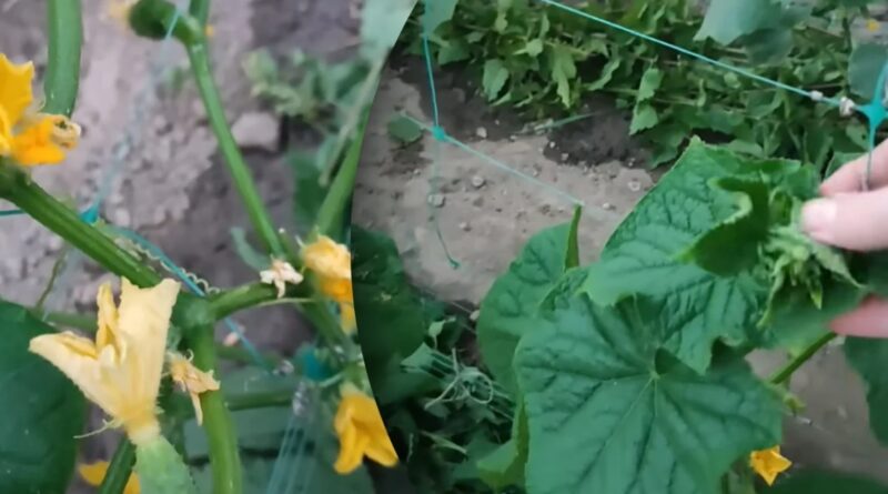 Правильний догляд за огірками в спеку — як допомогти грядкам